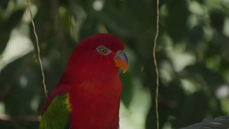 Close-up-of-the-head-of-a-Chattering-lory-parrot-in-Bali-Bird-park,-Indonesia