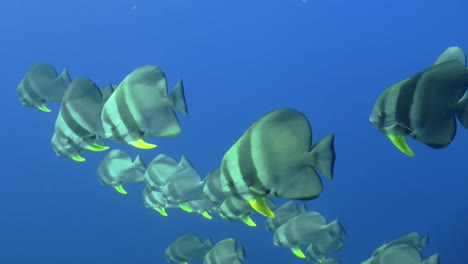 Group-of-more-than-20-longfin-spadefish-aka-batfish-in-blue-ocean-water