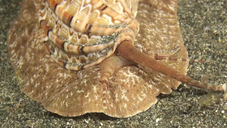 Large-sea-snail-called-articulate-harp-moves-over-sandy-seabed-during-night