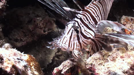 Red-lionfish-hunting:-With-a-sudden-movement,-the-predator-sucks-in-the-water-and-devours-a-small-creature