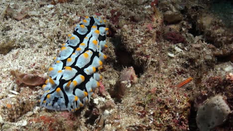 Warzige-Nacktschnecke-Phyllidia-Varicosa-Bewegt-Sich-Langsam-über-Sandigen-Meeresboden-Mit-Einigen-Kieselsteinen