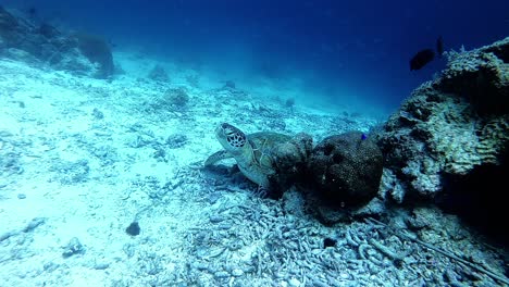 Tortuga-Marina-Descansando-En-Filipinas