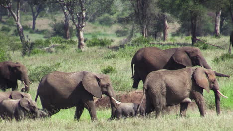 La-Manada-Reproductora-De-Elefantes-Se-Mueve-De-Izquierda-A-Derecha-A-Través-De-La-Verde-Sabana-Del-Este-De-África.