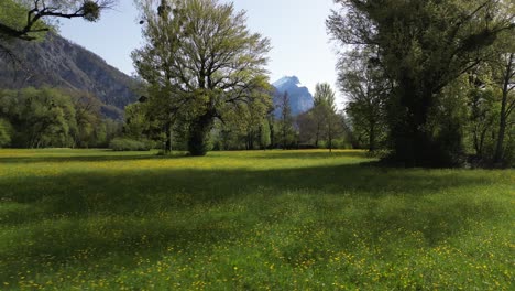 Aufnahme-Von-Wilden-Gelben-Blumen-In-Voller-Blüte-Entlang-Der-Landschaft-In-Walensee-Weesen,-St.