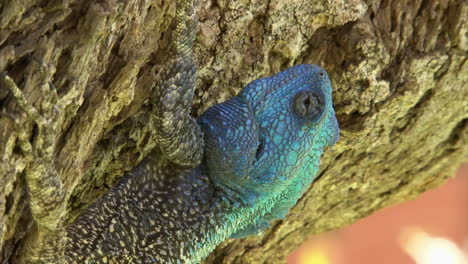 Southern-tree-agama-claws-into-the-bark-of-a-slanting-tree