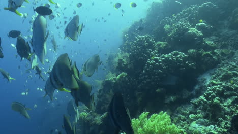 group-of-long-fin-spadefish-aka-batfish-hover-over-healthy-coral-reef