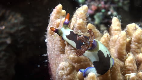 Colorido-Nudibranquio-Nembrotha-Chamberlaini-Alimentándose-De-Un-Coral-Cuerno-De-Ciervo-Durante-La-Noche