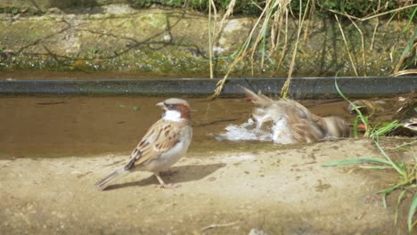Sparrow-water-bathing-in-hot-summer-weather