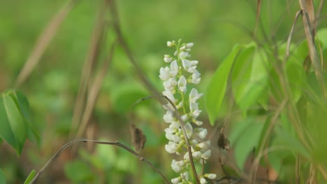 Close-up-of-a-delicate-white-wildflower-blooming-among-green-foliage-in-a-lush-meadow,-focus-on-natural-beauty