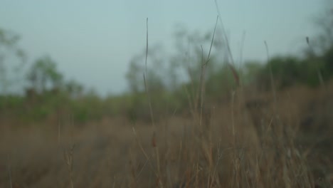 Blurred-close-up-view-of-dry-grass-in-a-field-at-dusk,-evoking-a-quiet,-serene-atmosphere