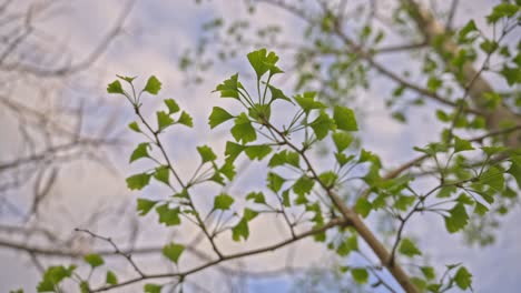 árboles-Y-Hojas-Moviéndose-En-Tiempo-Nublado,-Cámara-Lenta