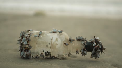 Plastic-bottle-covered-in-barnacles-on-a-sandy-beach,-highlighting-environmental-issues