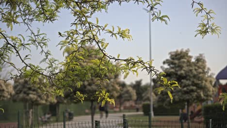 Trees-and-leaves-moving-in-cloudy-weather,-slow-motion