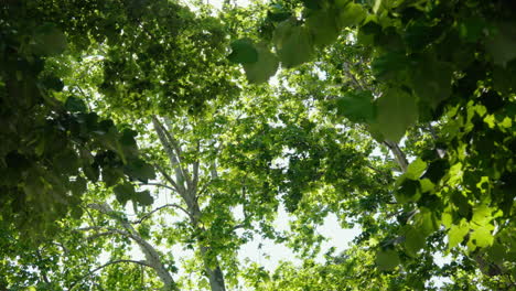 Sunlight-filtering-through-vibrant-green-treetops,-tranquil-nature-scene