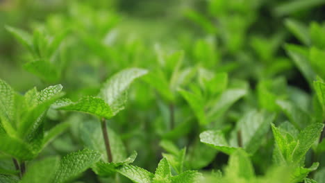 Fresh-and-lush-green-mint-leaves