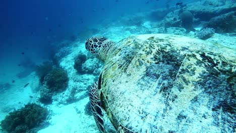 Close-footage-of-a-swimming-sea-turtle-in-the-Philippines