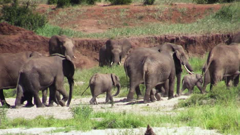 Breeding-herd-of-elephants-moves-through-a-dry-river-bed-in-East-African-savannah