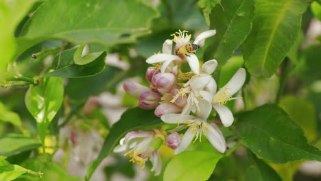 Blooming-lemon-flowers-ready-to-be-pollinated-by-honey-bees