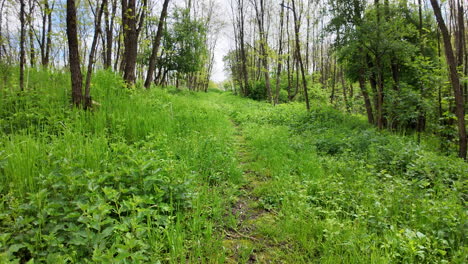 Green-Idyll:-May-Forests-and-Calm-Breezes