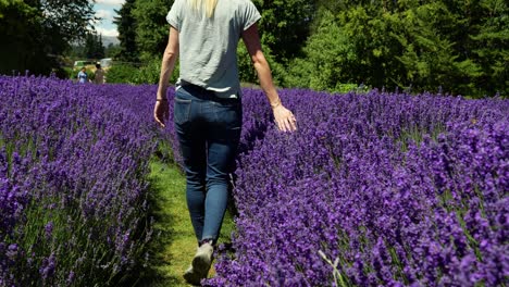 Young-woman-leisurely-walking-through-a-vibrant-lavender-field-on-a-sunny-day,-close-up-of-hand-brushing-plants,-slow-motion