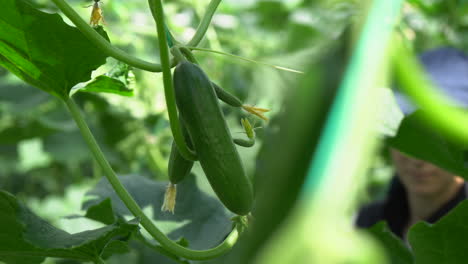 A-small-green-cucumber-hanging-on-a-plant