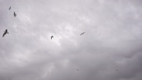 Birds-are-flying-in-cloudy-weather-in-slow-motion