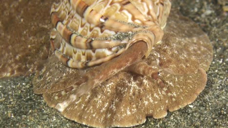 Large-sea-snail-called-articulate-harp-moves-over-sandy-seabed-during-night