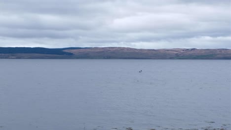 Una-Manada-De-Delfines-Nadando-Cerca-De-La-Costa-Con-Aletas-Dorsales-Sobre-La-Superficie-En-La-Isla-De-Arran,-En-El-Oeste-De-Escocia,-Reino-Unido