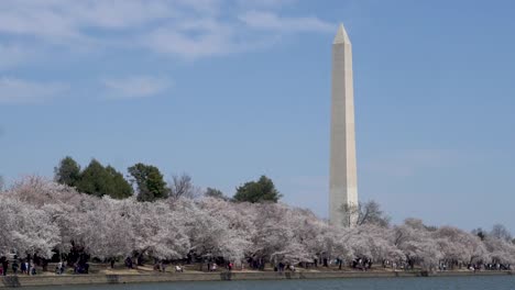 El-Monumento-A-Washington-Durante-El-Festival-De-Los-Cerezos-En-Flor,-Washington,-DC