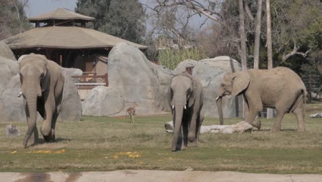 Elephants-roaming-in-grass.-Slow-Motion