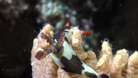 Colorido-Nudibranquio-Nembrotha-Chamberlaini-Alimentándose-De-Un-Coral-Cuerno-De-Ciervo-Durante-La-Noche