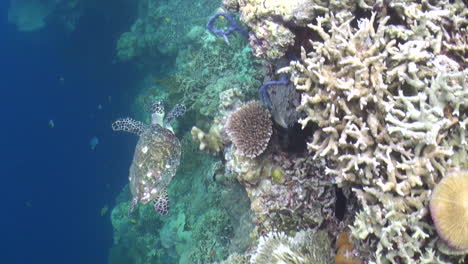 Karettschildkröte-Schwimmt-über-Gesundes-Korallenriff,-Das-Mit-Hart--Und-Weichkorallen-Bedeckt-Ist