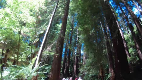 Hiking-through-the-Redwood-forest-and-up-the-mountain-outside-of-Auckland-New-Zealand