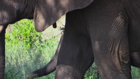 Junger-Elefant-Läuft-Von-Rechts-Nach-Links-Durch-Die-Ostafrikanische-Savanne,-Abgeschirmt-Von-Seiner-Mutter,-Die-Im-Vordergrund-Läuft