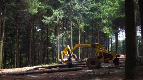 Registrador-En-Movimiento-Tala-árboles-En-Un-Bosque-De-Pinos,-Kaapsehoop,-Sudáfrica