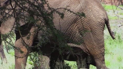 Eine-Herde-Elefanten-Zieht-Von-Rechts-Nach-Links-Durch-Die-Grüne-Savanne-Ostafrikas
