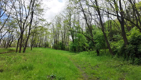 Primavera-Encantada:-Un-Panorama-Cinematográfico-Del-Bosque.