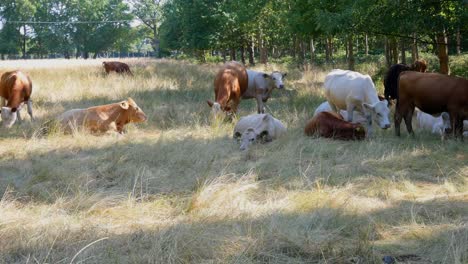 Cows-resting-in-field-of-grass,-near-woods