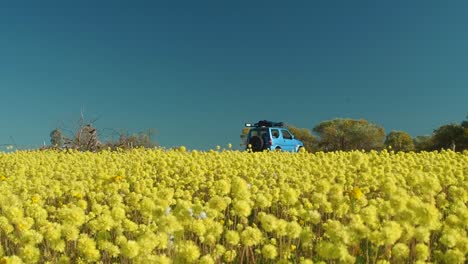 El-Automóvil-Sale-Del-Parque-De-Conservación-De-Coalseam-Mientras-Las-Eternas-Flores-Silvestres-Con-Pompones-Amarillos-Se-Balancean-En-Primer-Plano