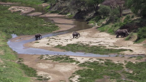 Group-of-five-elephants-leaves-a-winding-river-bed-after-drinking