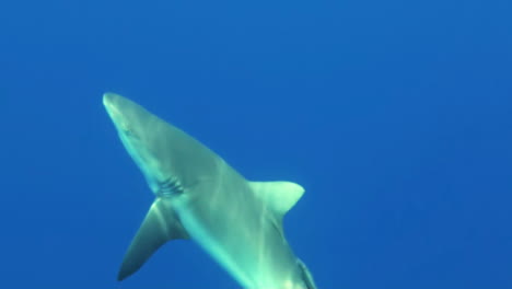 Grey-reef-shark-snatches-a-piece-of-dead-fish-provided-during-shark-feeding