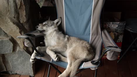 Baby-gray-wolf-relaxing-on-a-camping-chair