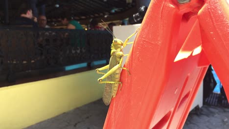 Un-Saltamontes-Aferrado-Al-Costado-De-Un-Cartel