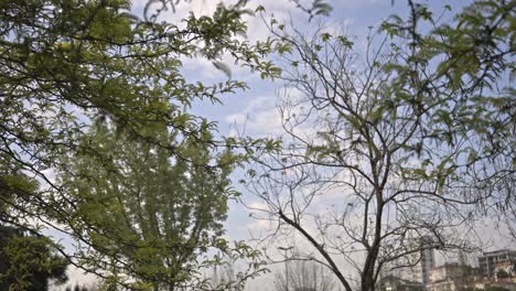 árboles-Y-Hojas-Moviéndose-En-Tiempo-Nublado,-Cámara-Lenta