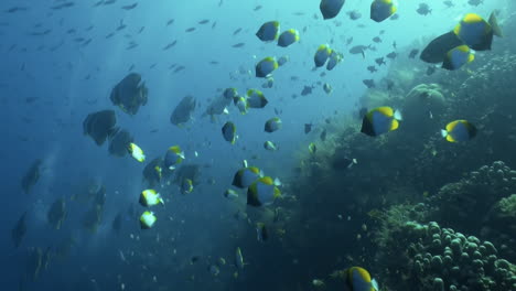 group-of-long-fin-spadefish-aka-batfish-hover-over-healthy-coral-reef