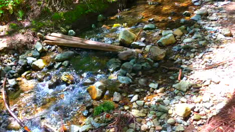 Slow-motion---Cold-flowing-stream-of-water-in-the-middle-of-Muir-woods