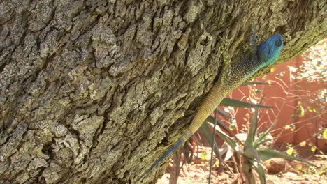 Southern-Tree-agama-claws-into-the-bark-of-a-slanting-tree