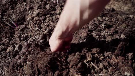 Plantar-Cultivos-De-Raíces-En-El-Suelo-Usando-Una-Azada-De-Jardín-Y-Un-Cultivador-Manual.