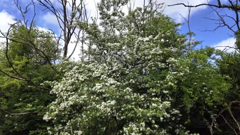 Wild-flora-with-flowering-elder-bush-on-a-sunny-day-in-rural-Ireland,-near-the-water-stream