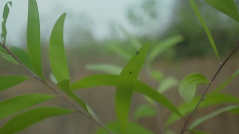 Close-up-of-young-green-leaves-with-soft-focus-on-a-foggy-field-backdrop,-conveying-tranquility